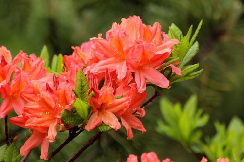 rhododendron  plant  bloom