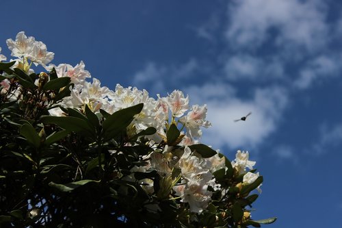 rhododendron  white  sky