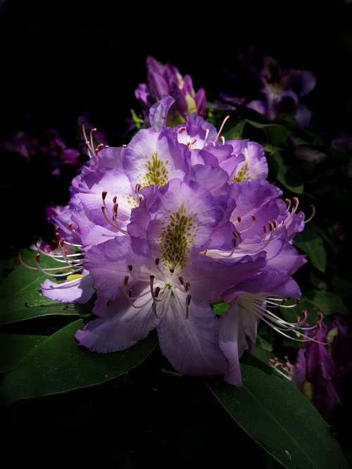 rhododendron  rhododendron park  purple