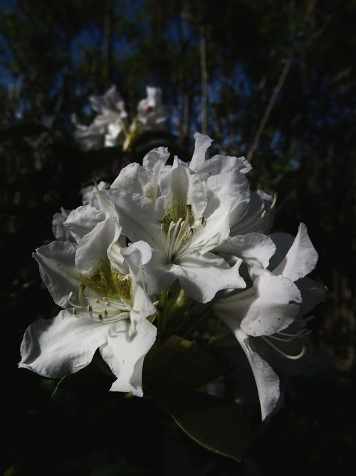 rhododendron  rhododendron park  white flower