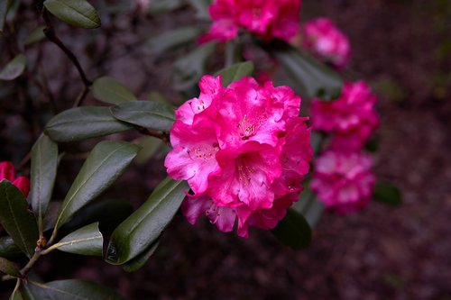 rhododendron  oregon  pink