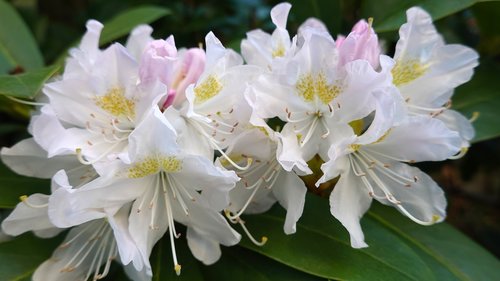 rhododendron  white  bush