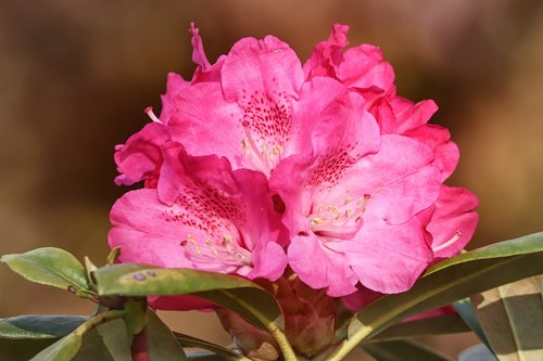 rhododendron  rhododendrons  flowers