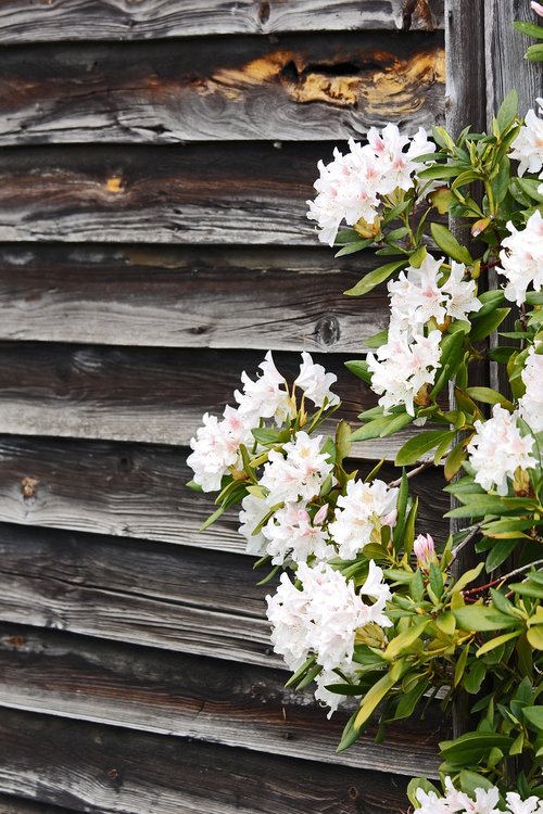 rhododendron  wooden wall  spring