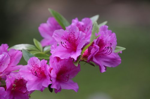 rhododendron  shrub  pink