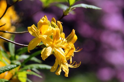 rhododendron  arboretum  park