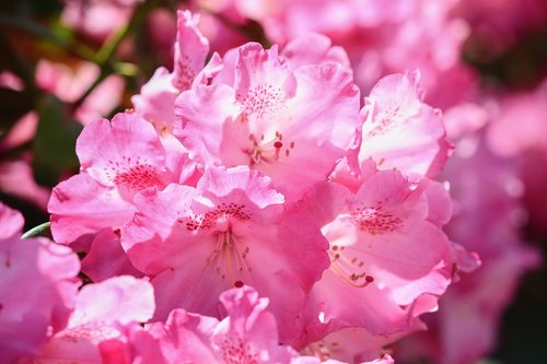 rhododendron  pink  flowers