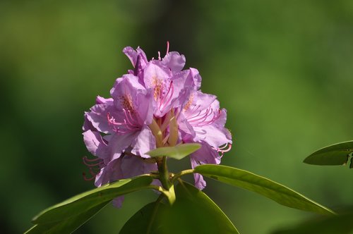 rhododendron  flowers  castle