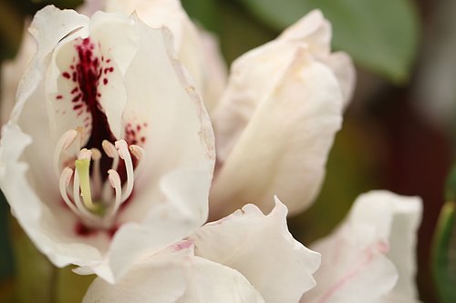 rhododendron  flower  blossom