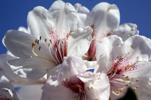 rhododendron  white  blossom