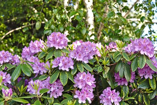 rhododendron  flowers  pink