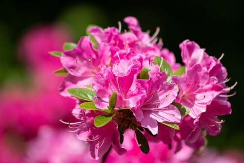rhododendron  plant  spring
