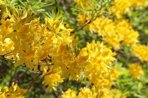 rhododendron  arboretum  park