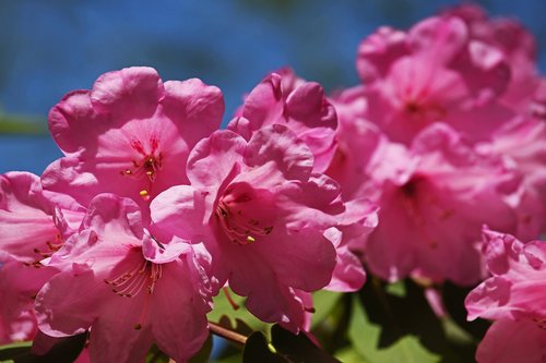 rhododendron  arboretum  park