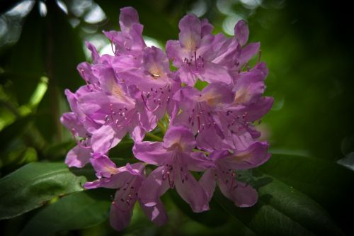rhododendron blooms flowers