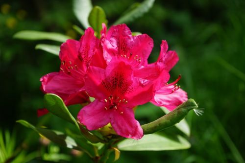 rhododendron flowers inflorescence