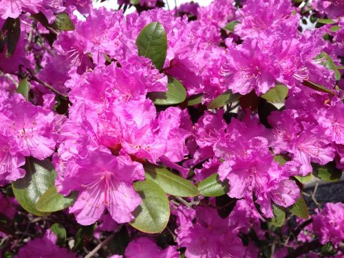 rhododendron flower spring