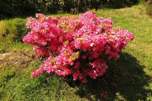 rhododendron pink bush