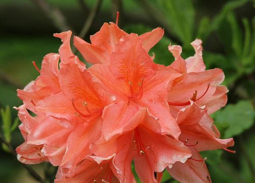 rhododendron flowers close