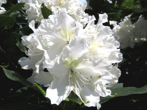 rhododendron white blossom