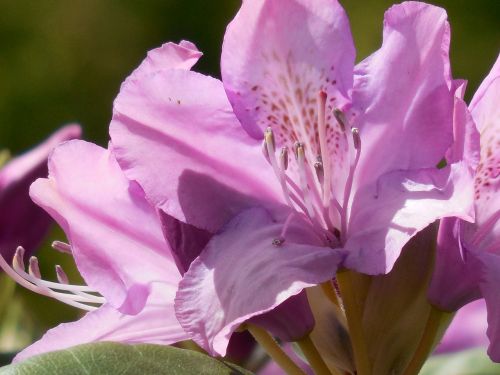 rhododendron bloom spring