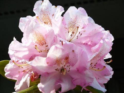 rhododendron bloom spring