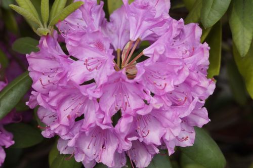 rhododendron blossom bloom