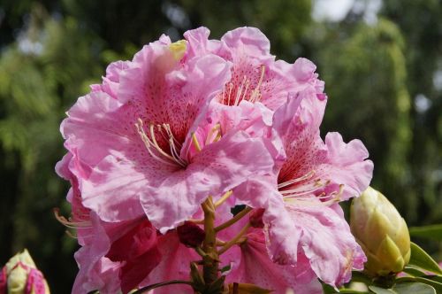 rhododendron pink flowers