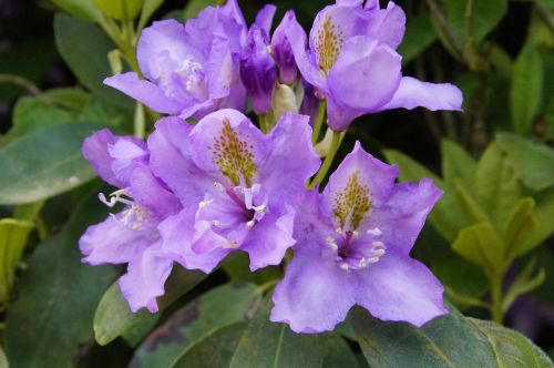 rhododendron purple flowers