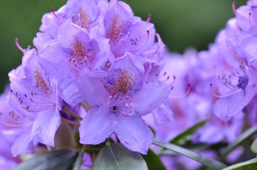 rhododendron plant flowers