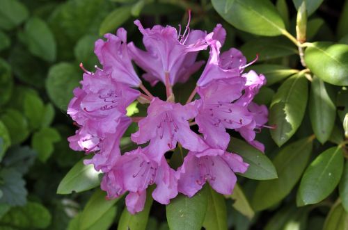 rhododendron plant blossom