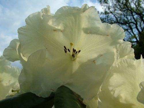 rhododendron spring blossom