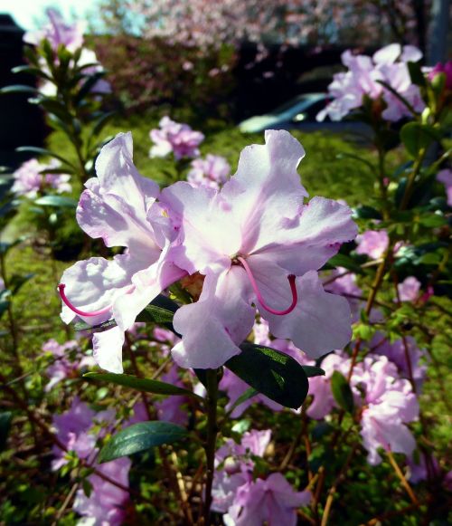 rhododendron bloomed pink spring