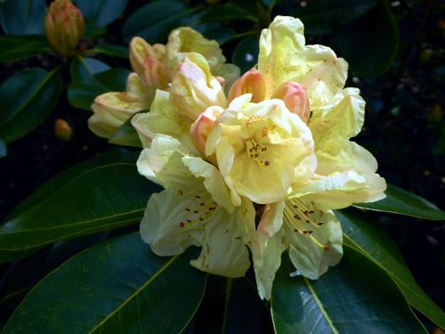 rhododendron bloomed spring yellow