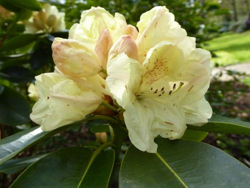 rhododendron bloomed yellow spring