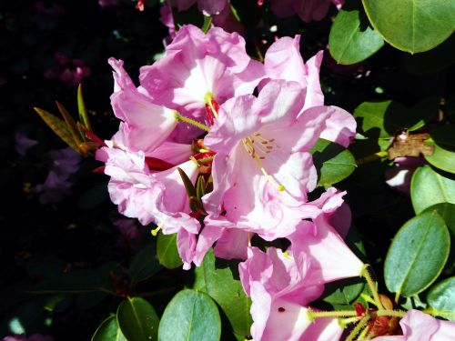 rhododendron bloomed spring pink