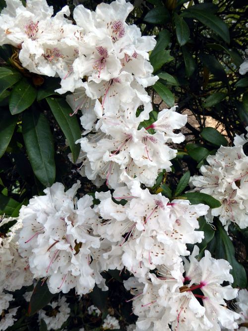 rhododendron blooming white spring