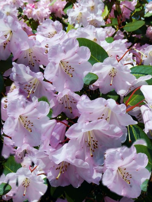 rhododendron blooming bush pink