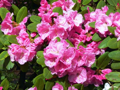 rhododendron blooming spring pink