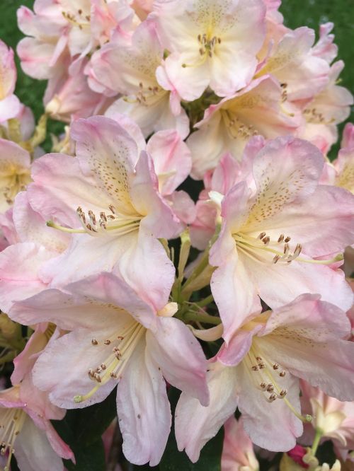 rhododendron flower pink close