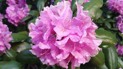 rhododendron flower  spring  purple