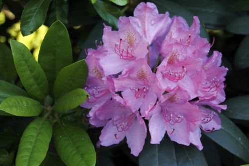 rhododendron flower purple tender