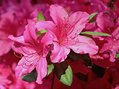 rhododendron flower  pink  nature