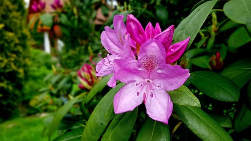 rhododendron flower  blossom  bloom