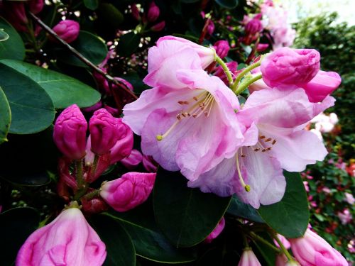 rhododendron flower bush close