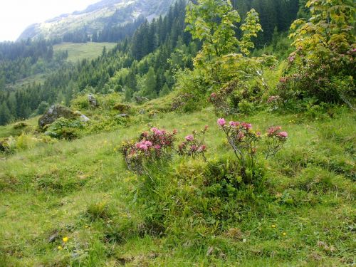 rhododendron flowers alpine walk nature reserve