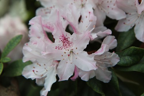 rhododendron pink  rhododendron  flowering