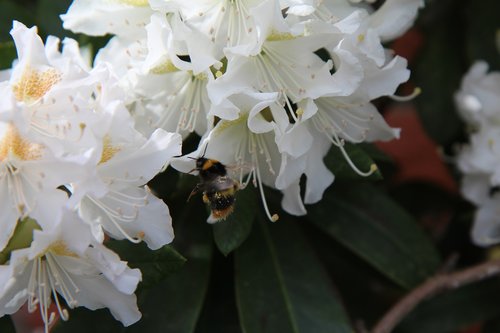 rhododendron white  bourdon  insect