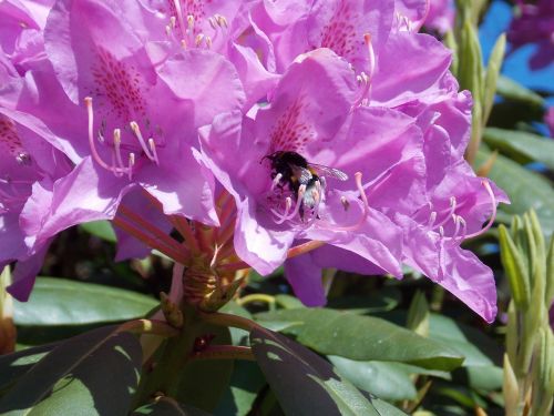 rhododendron with hummel pink blossom