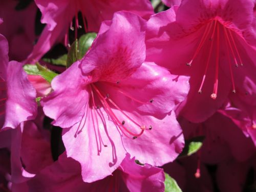 rhododendrons park disneyland